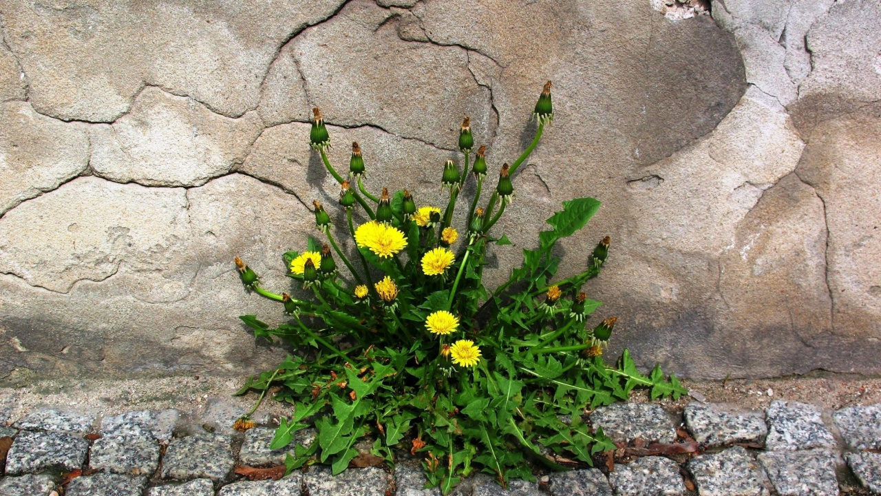 Yellow Flowers With Green Leaves. Wallpaper in 1280x720 Resolution