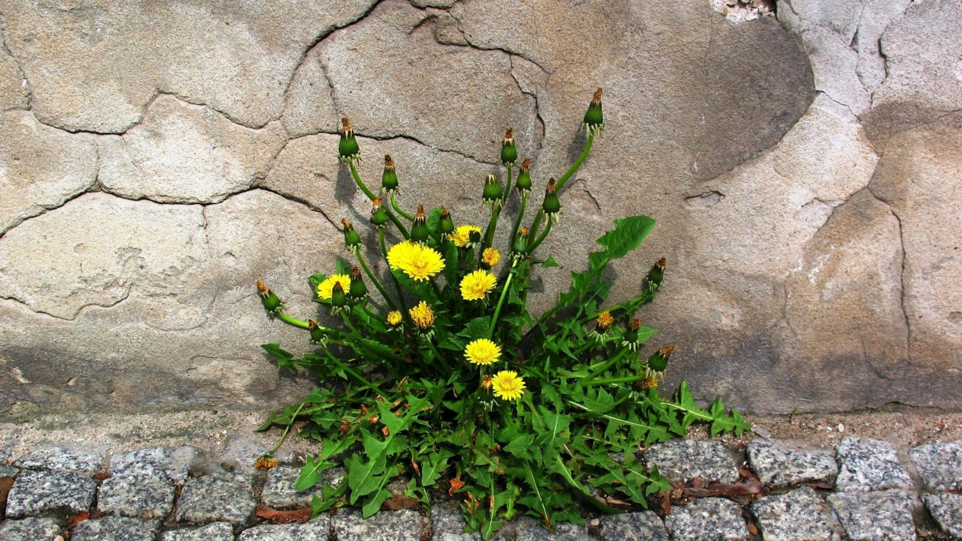 Yellow Flowers With Green Leaves. Wallpaper in 1920x1080 Resolution
