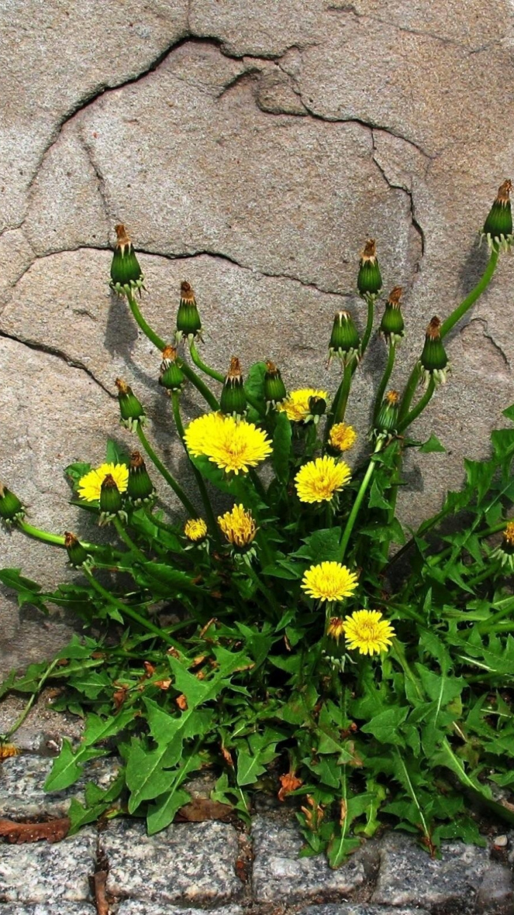 Yellow Flowers With Green Leaves. Wallpaper in 750x1334 Resolution