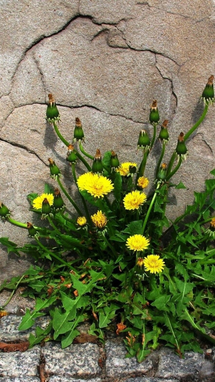 黄色的, 显花植物, 野花, 弹簧, 绽放 壁纸 720x1280 允许