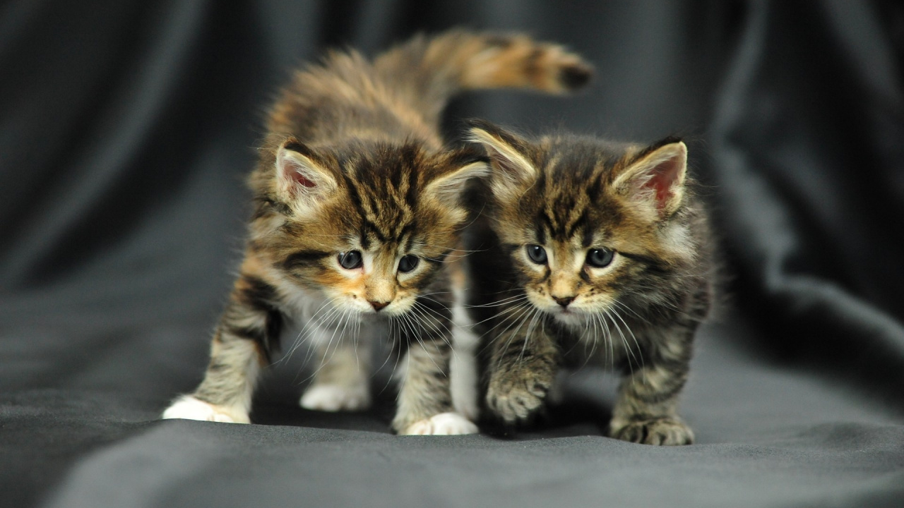 Brown and Black Tabby Kitten. Wallpaper in 1280x720 Resolution