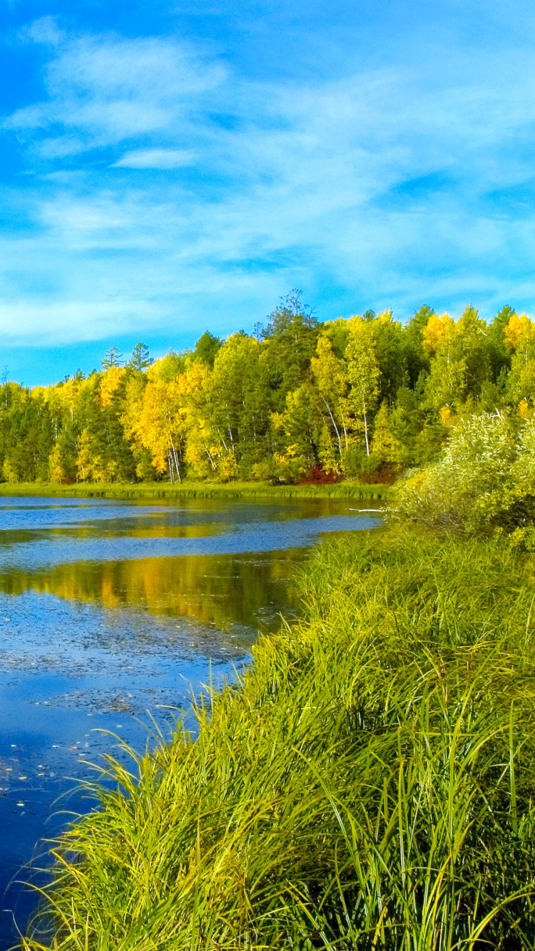 Árboles Verdes Junto al Río Bajo un Cielo Azul Durante el Día. Wallpaper in 750x1334 Resolution