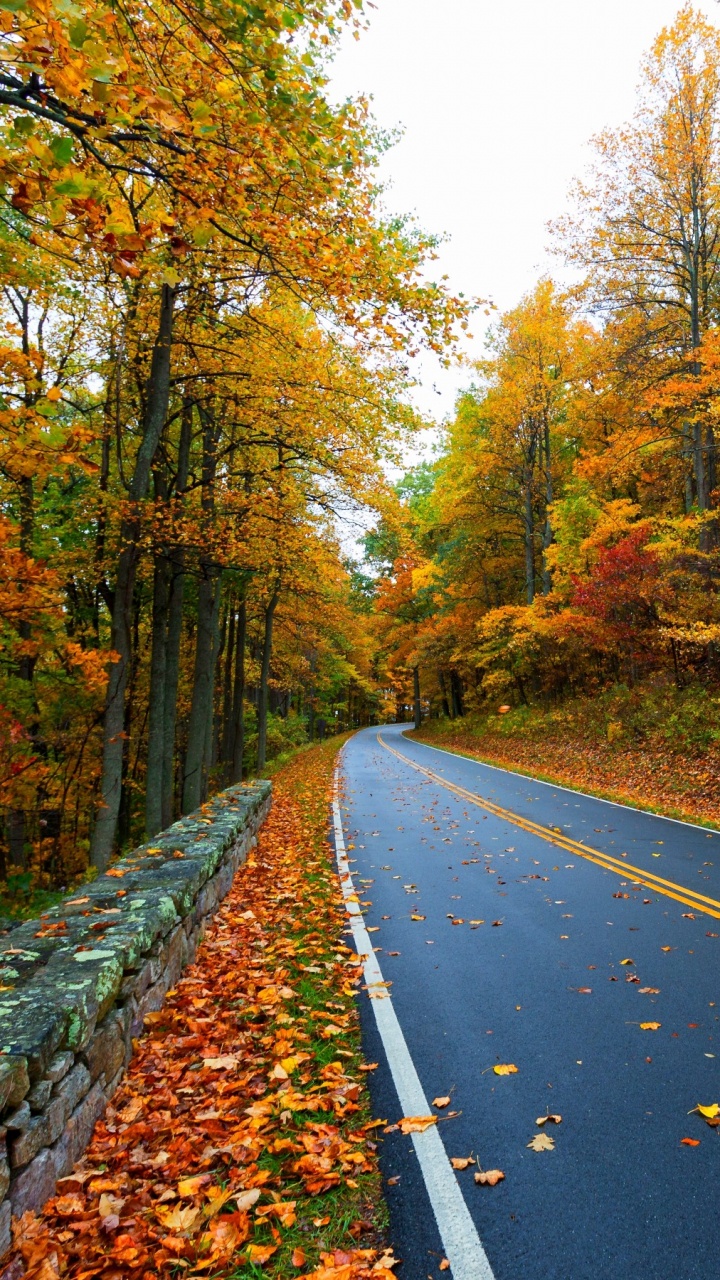 Black Asphalt Road Between Trees During Daytime. Wallpaper in 720x1280 Resolution