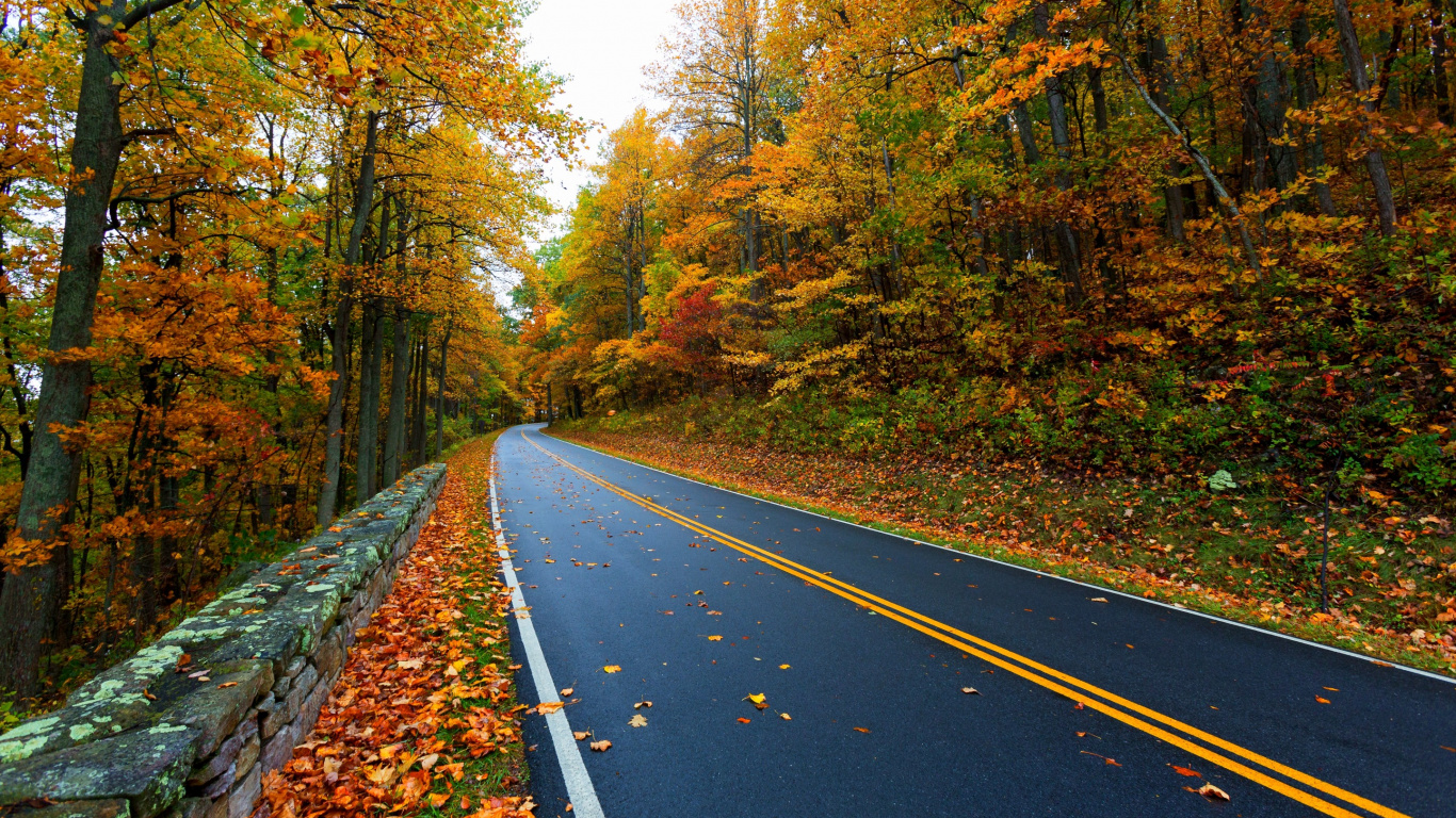 Carretera de Asfalto Negro Entre Árboles Durante el Día. Wallpaper in 1366x768 Resolution