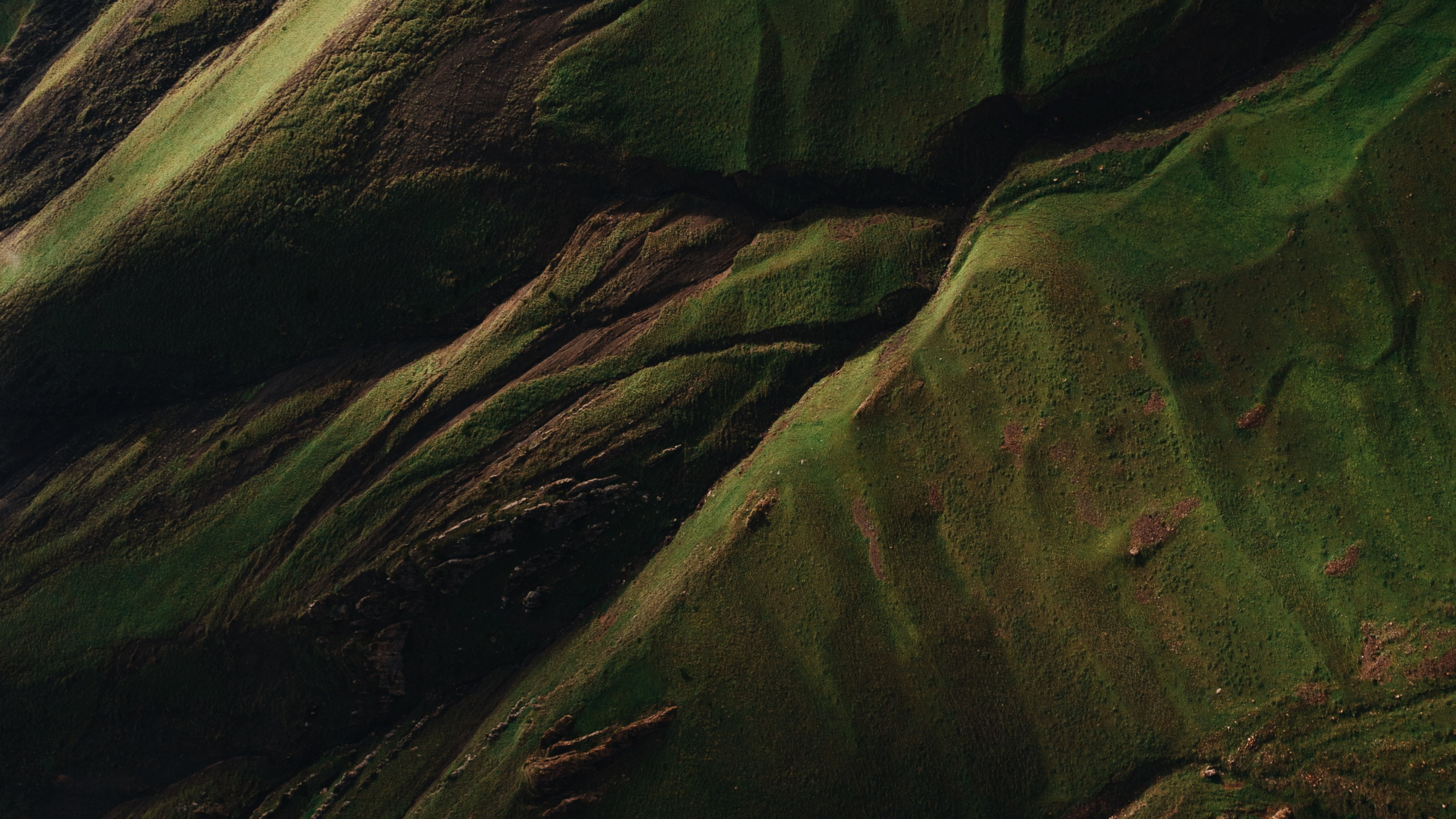 Water, Wood, Terrestrial Plant, Grass, Landscape. Wallpaper in 2560x1440 Resolution