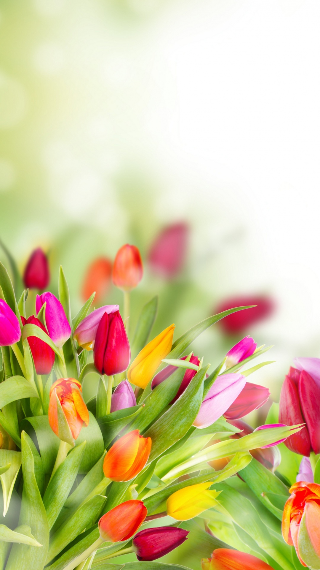 Rosa Gelbe Und Rote Tulpen. Wallpaper in 1080x1920 Resolution