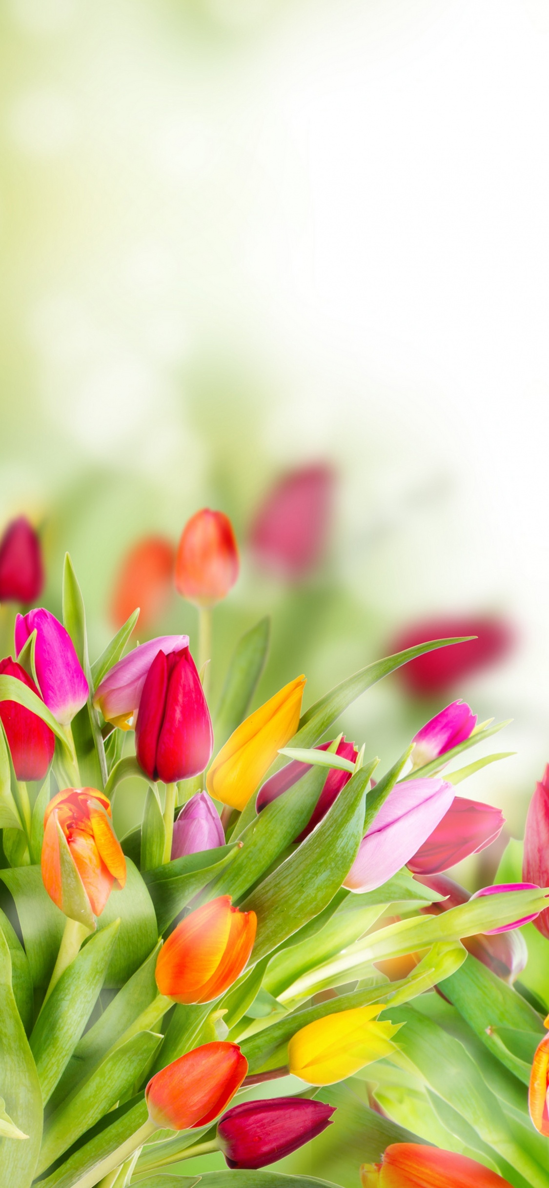 Tulipes Roses Jaunes et Rouges. Wallpaper in 1125x2436 Resolution