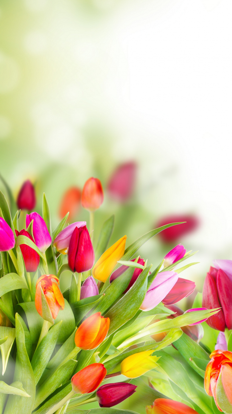 Tulipes Roses Jaunes et Rouges. Wallpaper in 750x1334 Resolution