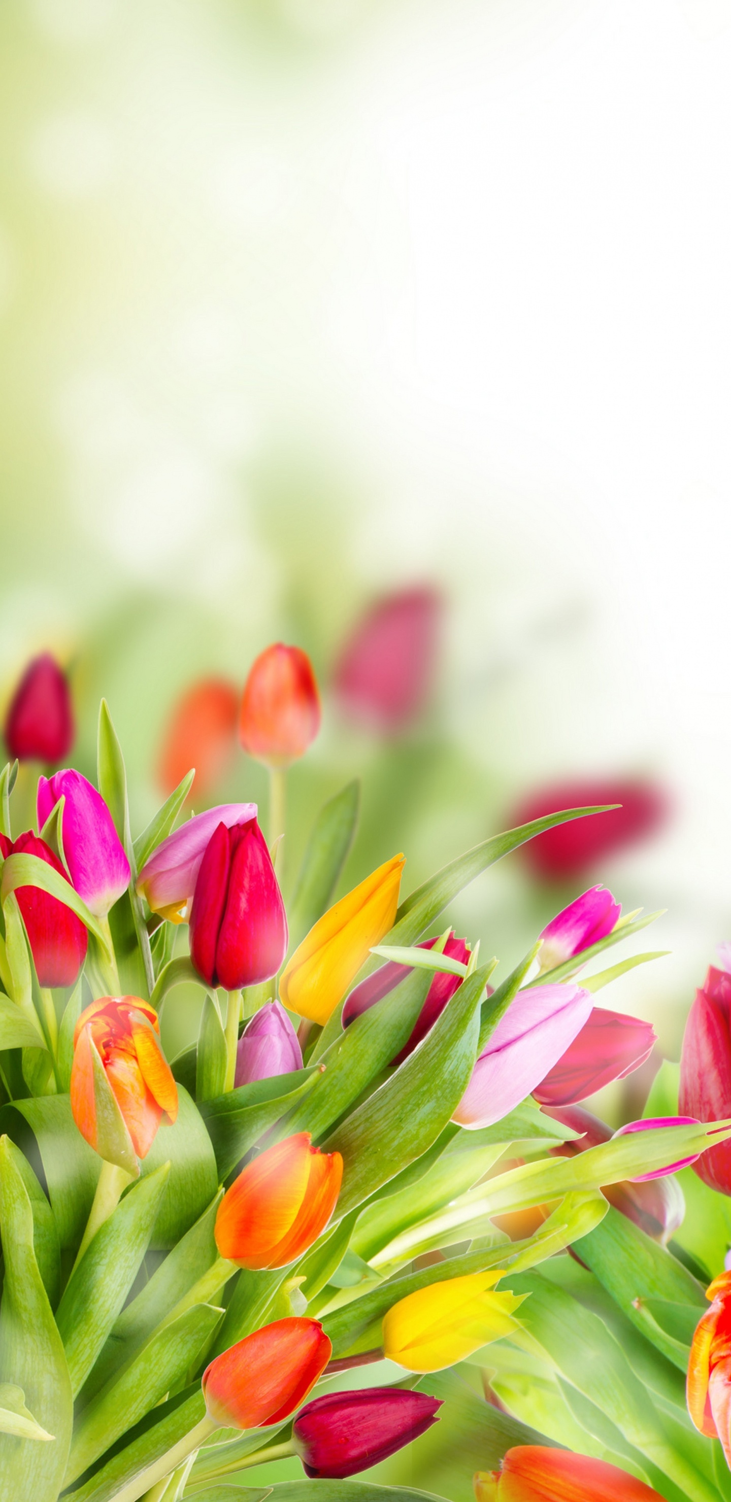 Pink Yellow and Red Tulips. Wallpaper in 1440x2960 Resolution