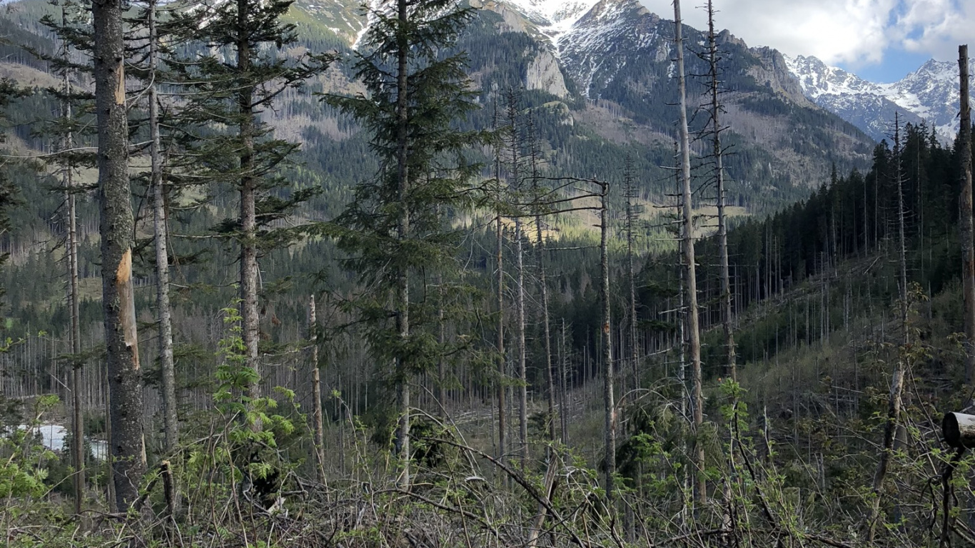 Wilderness, Conifers, Vegetation, Natural Environment, Mountainous Landforms. Wallpaper in 1366x768 Resolution