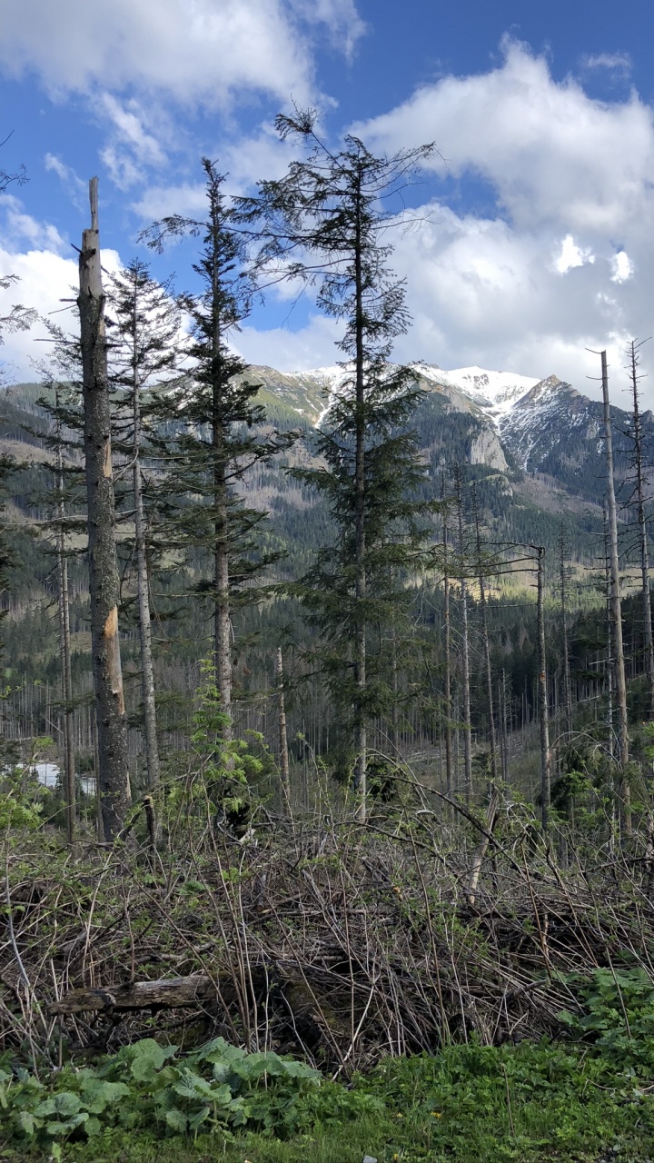 Wilderness, Conifers, Vegetation, Natural Environment, Mountainous Landforms. Wallpaper in 720x1280 Resolution