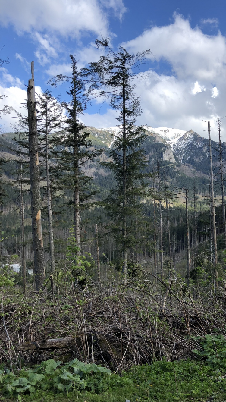 Wilderness, Conifers, Vegetation, Natural Environment, Mountainous Landforms. Wallpaper in 750x1334 Resolution