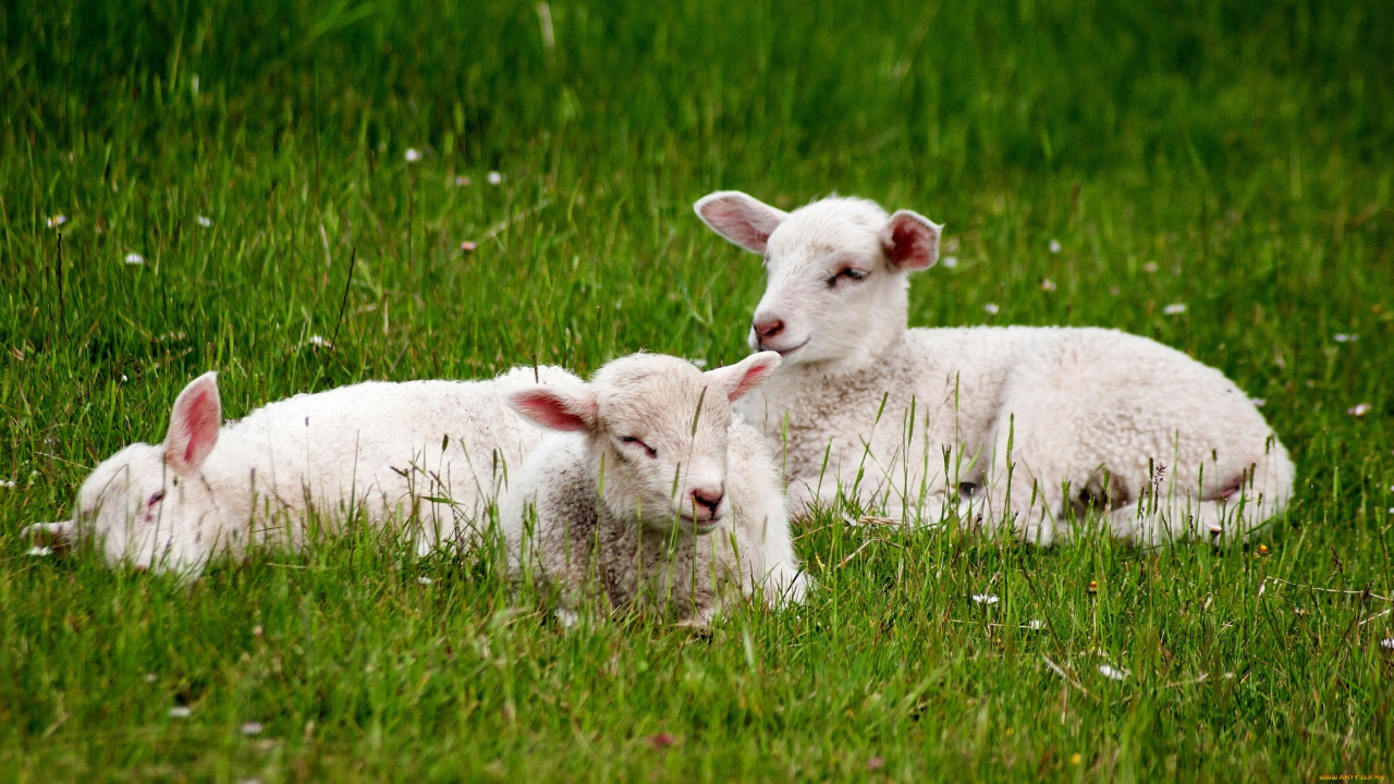 Mouton Blanc Sur Terrain D'herbe Verte Pendant la Journée. Wallpaper in 1280x720 Resolution