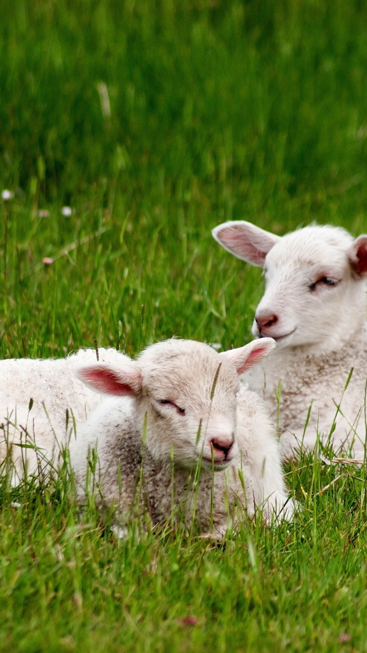 Mouton Blanc Sur Terrain D'herbe Verte Pendant la Journée. Wallpaper in 720x1280 Resolution