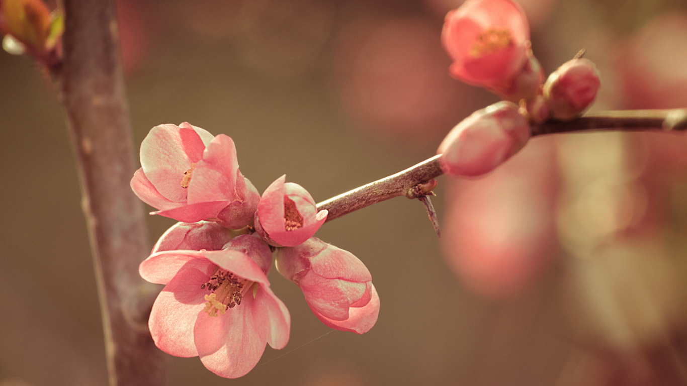 Pink Cherry Blossom in Close up Photography. Wallpaper in 1366x768 Resolution