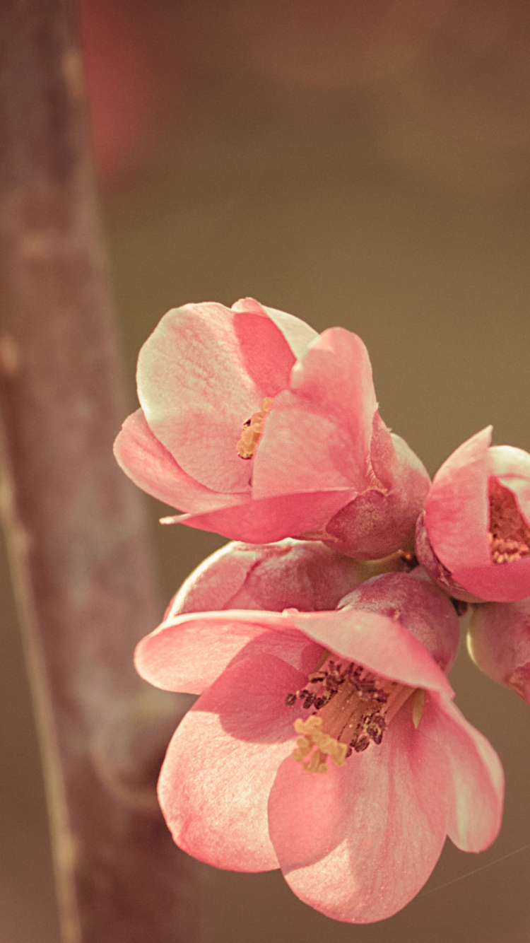 Pink Cherry Blossom in Close up Photography. Wallpaper in 750x1334 Resolution