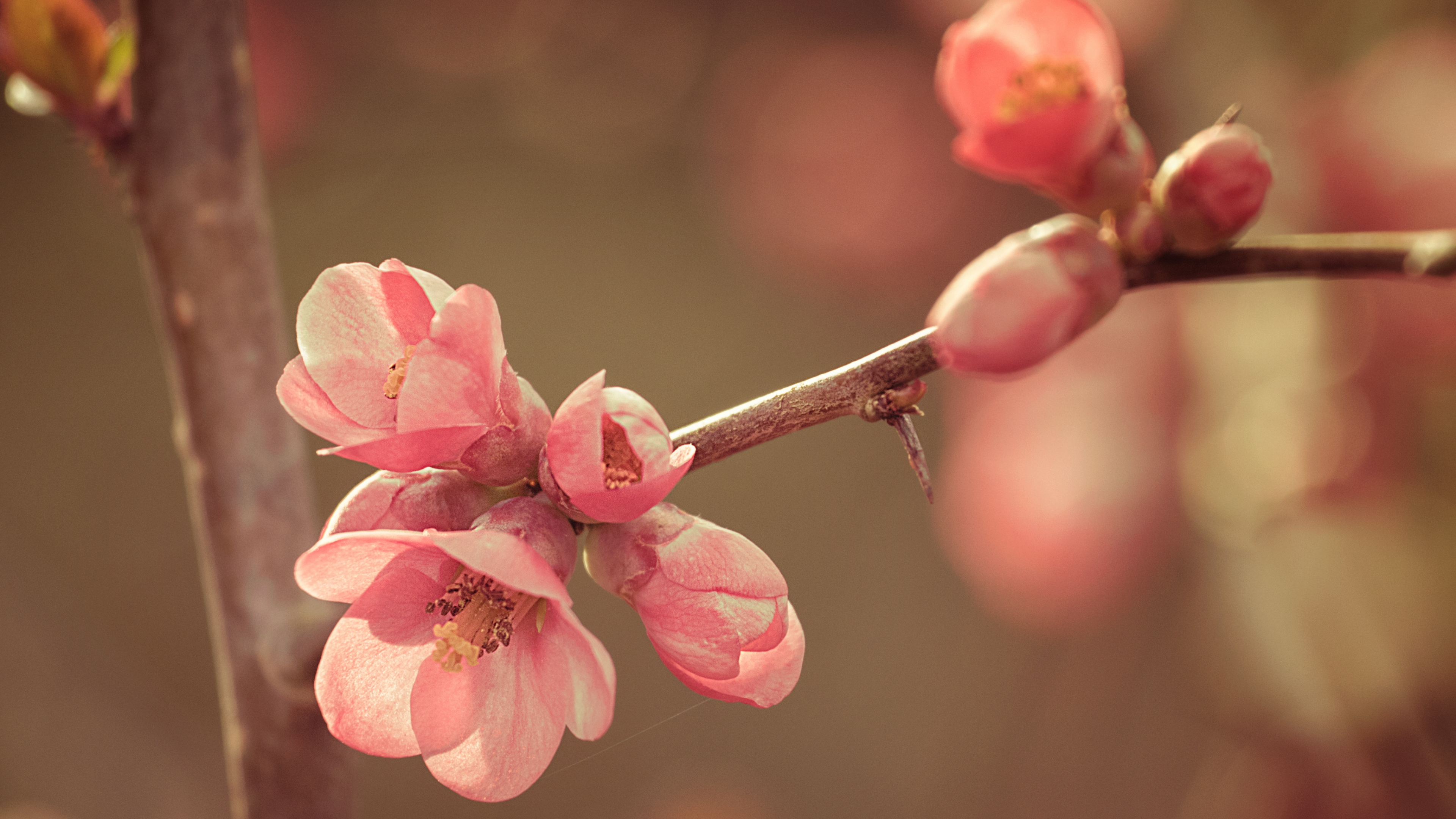 樱花, 粉红色, 弹簧, 开花, 树枝 壁纸 3840x2160 允许