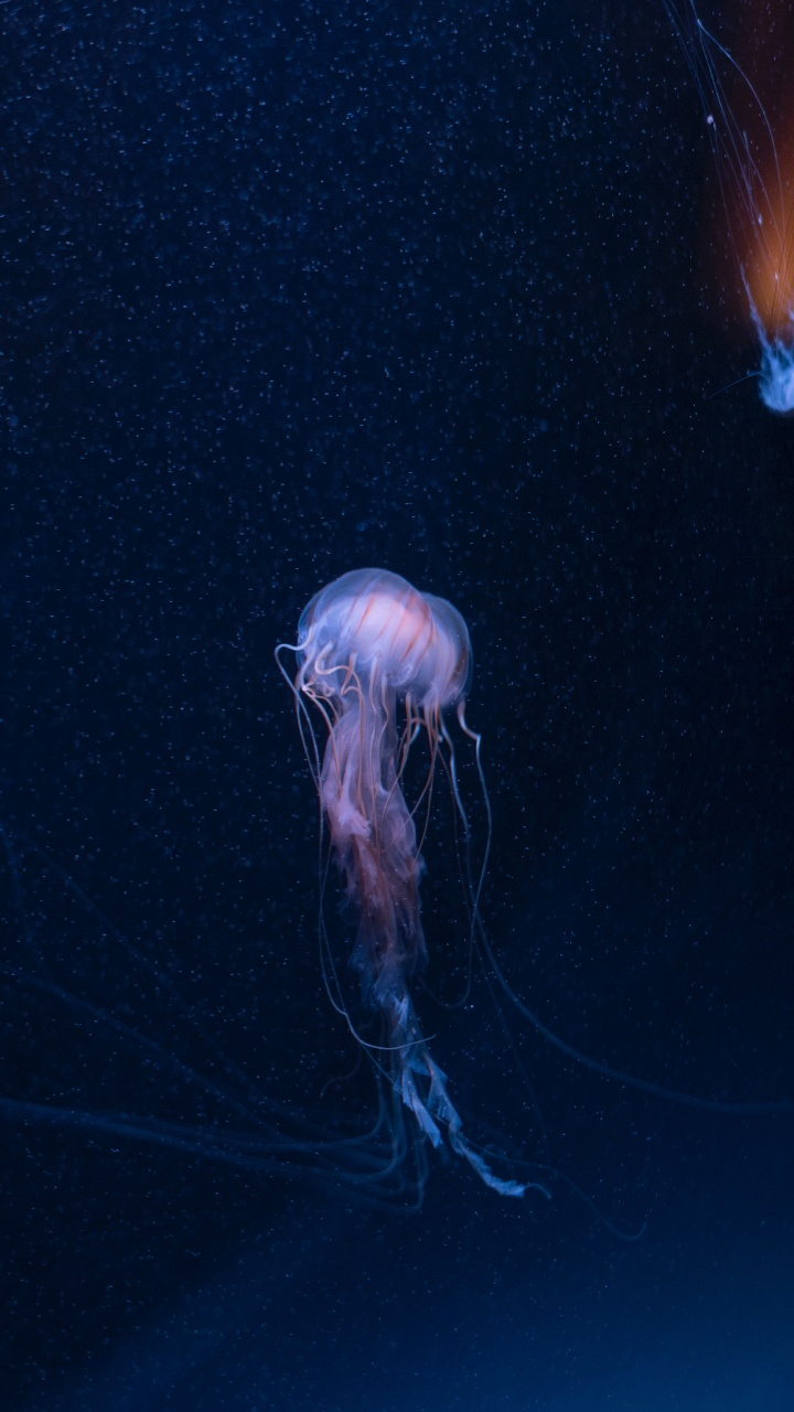 White Jellyfish on Blue Textile. Wallpaper in 720x1280 Resolution