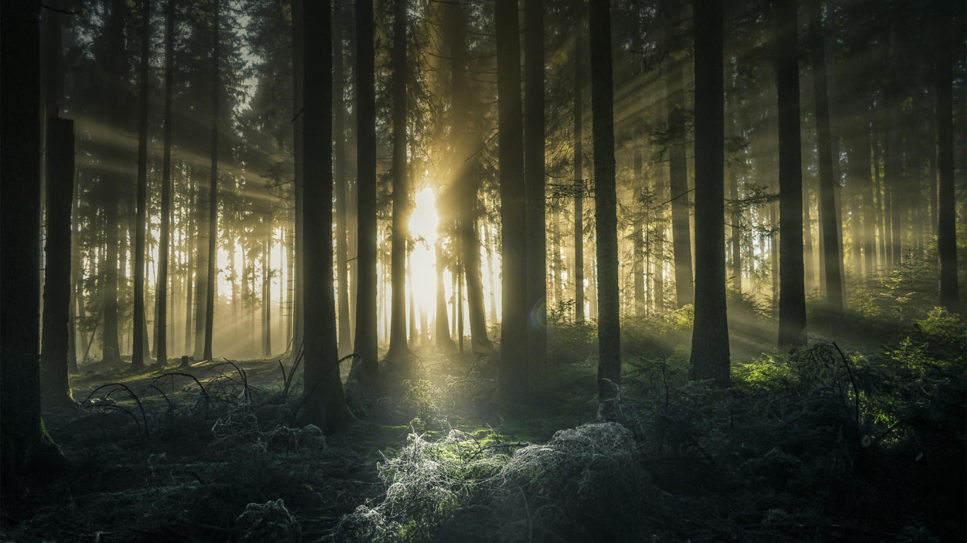 Tagsüber Grüne Bäume im Wald. Wallpaper in 1366x768 Resolution