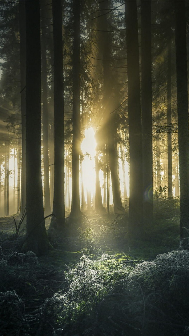 Tagsüber Grüne Bäume im Wald. Wallpaper in 720x1280 Resolution