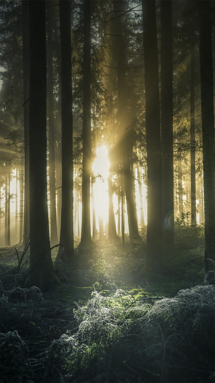 Tagsüber Grüne Bäume im Wald. Wallpaper in 750x1334 Resolution