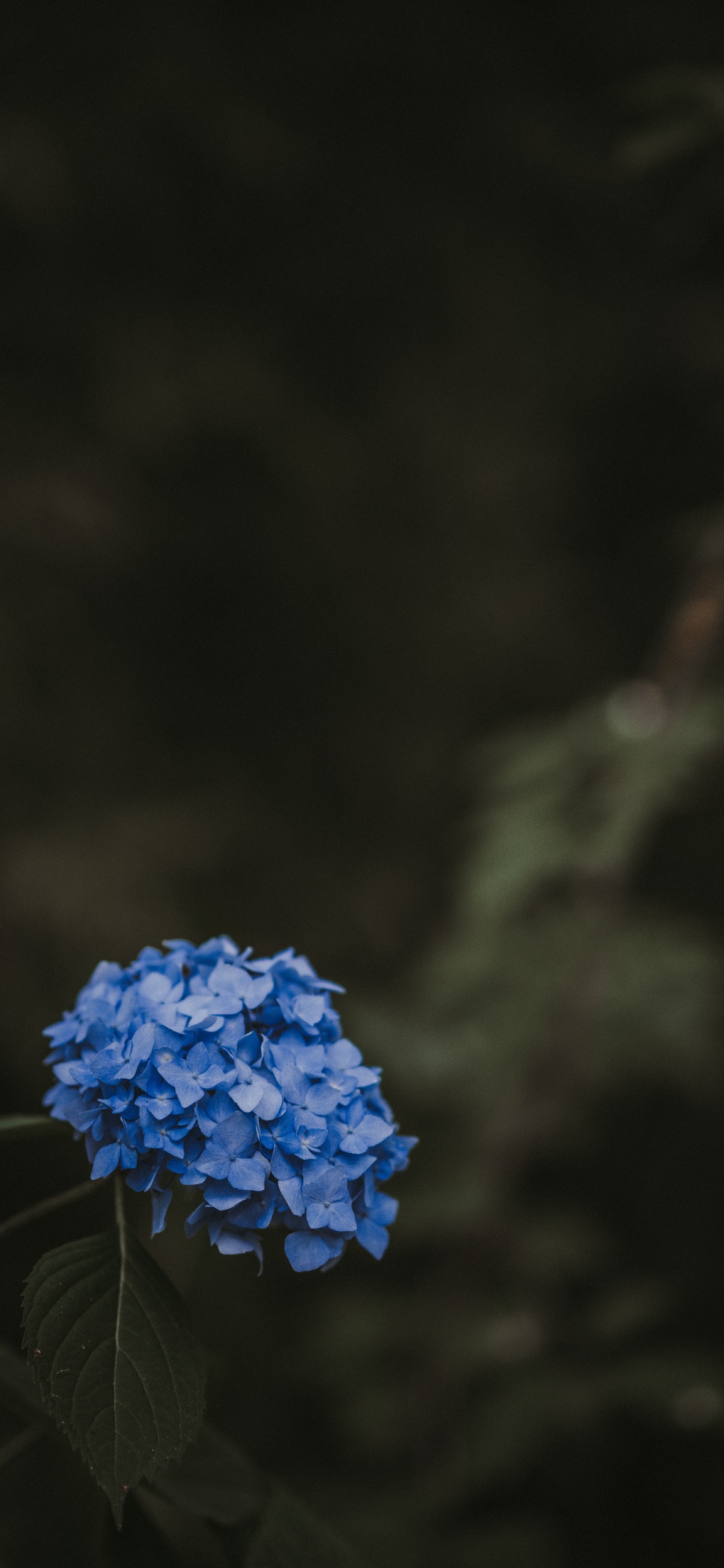 Blaue Blume Auf Braunem Ast. Wallpaper in 1125x2436 Resolution