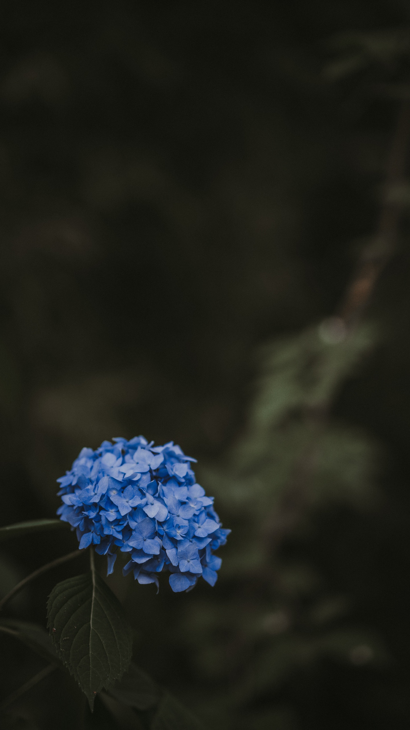 Blaue Blume Auf Braunem Ast. Wallpaper in 1440x2560 Resolution