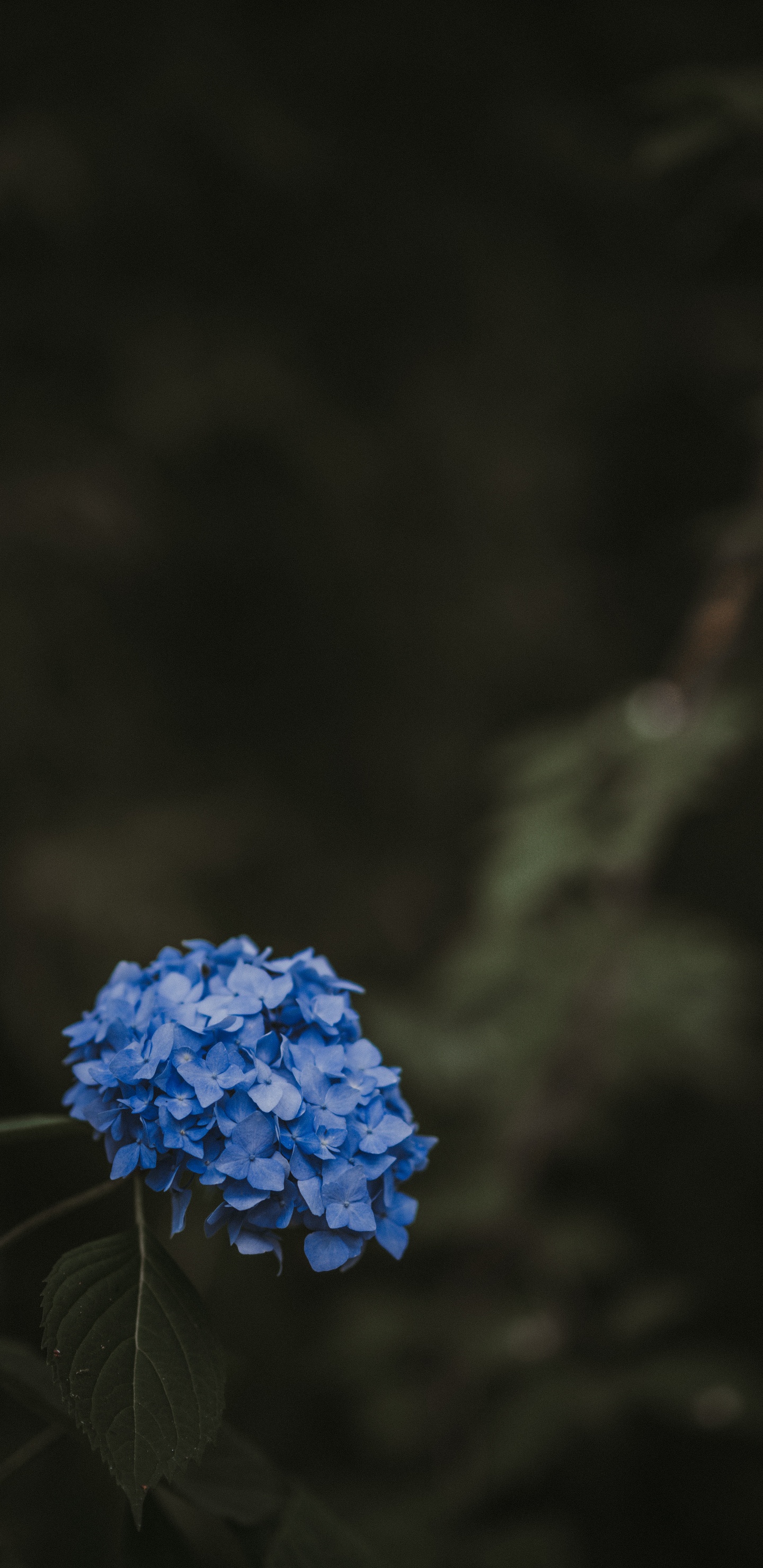 Blaue Blume Auf Braunem Ast. Wallpaper in 1440x2960 Resolution