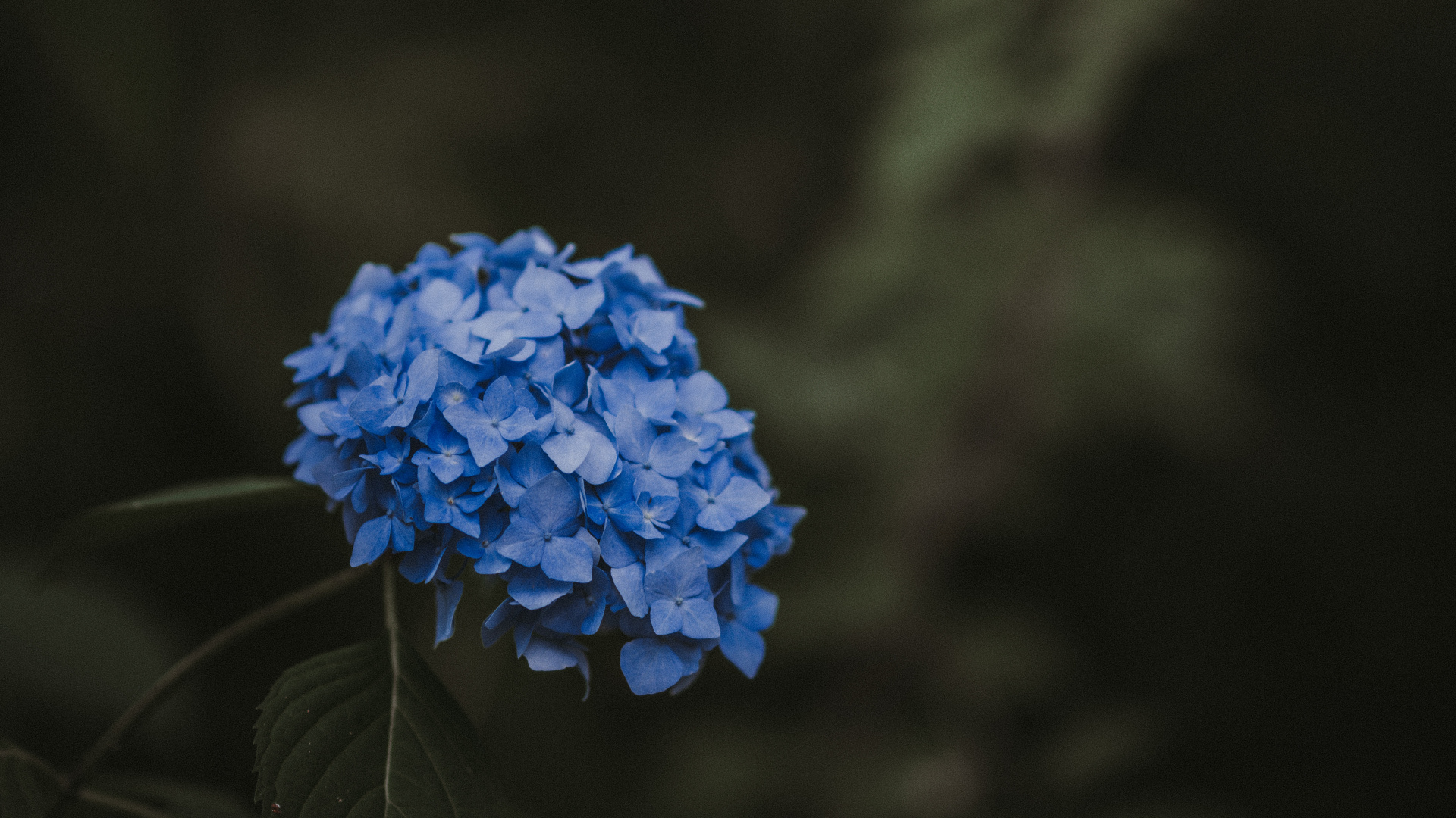 Blaue Blume Auf Braunem Ast. Wallpaper in 1920x1080 Resolution