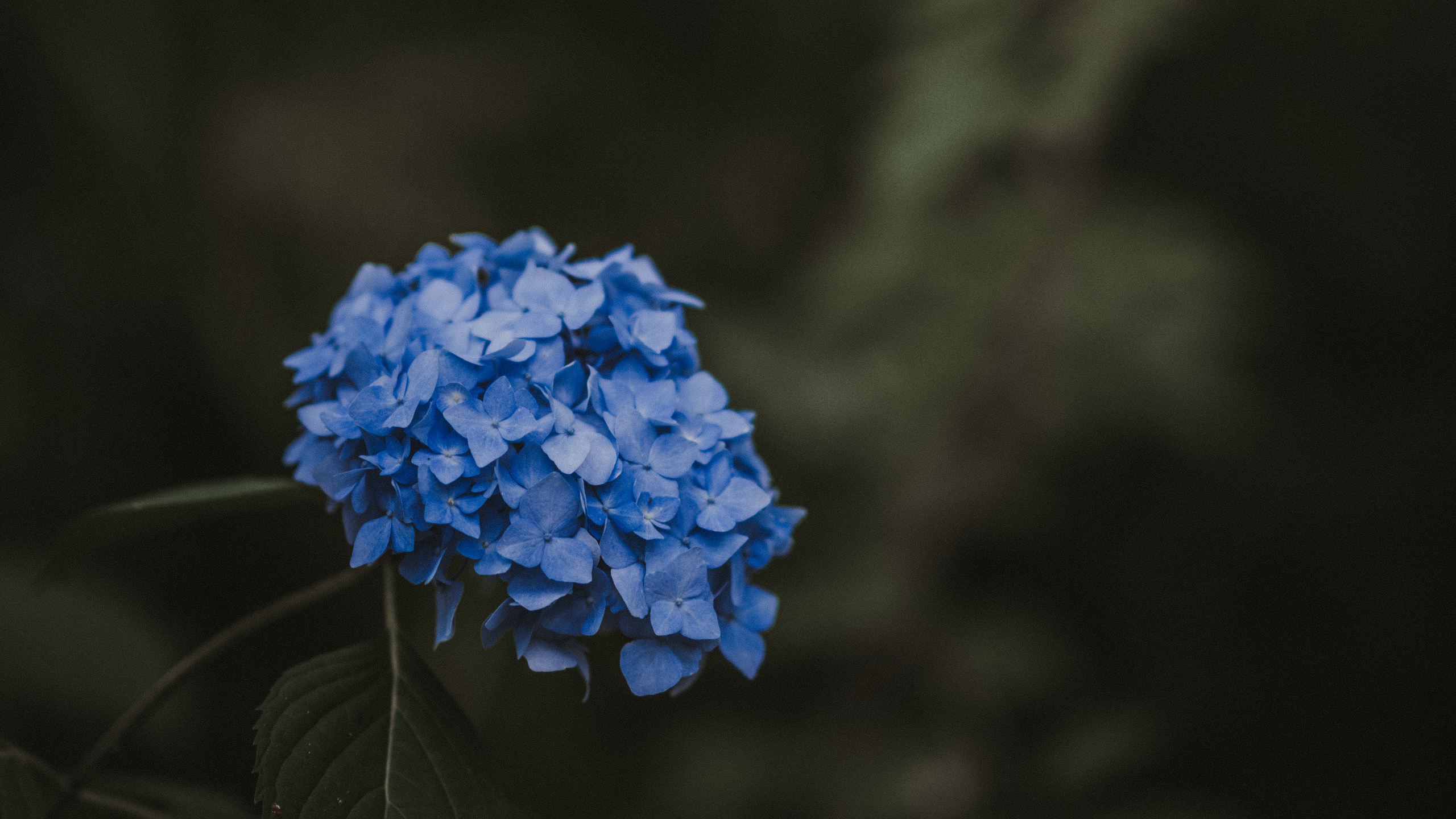 Blaue Blume Auf Braunem Ast. Wallpaper in 2560x1440 Resolution