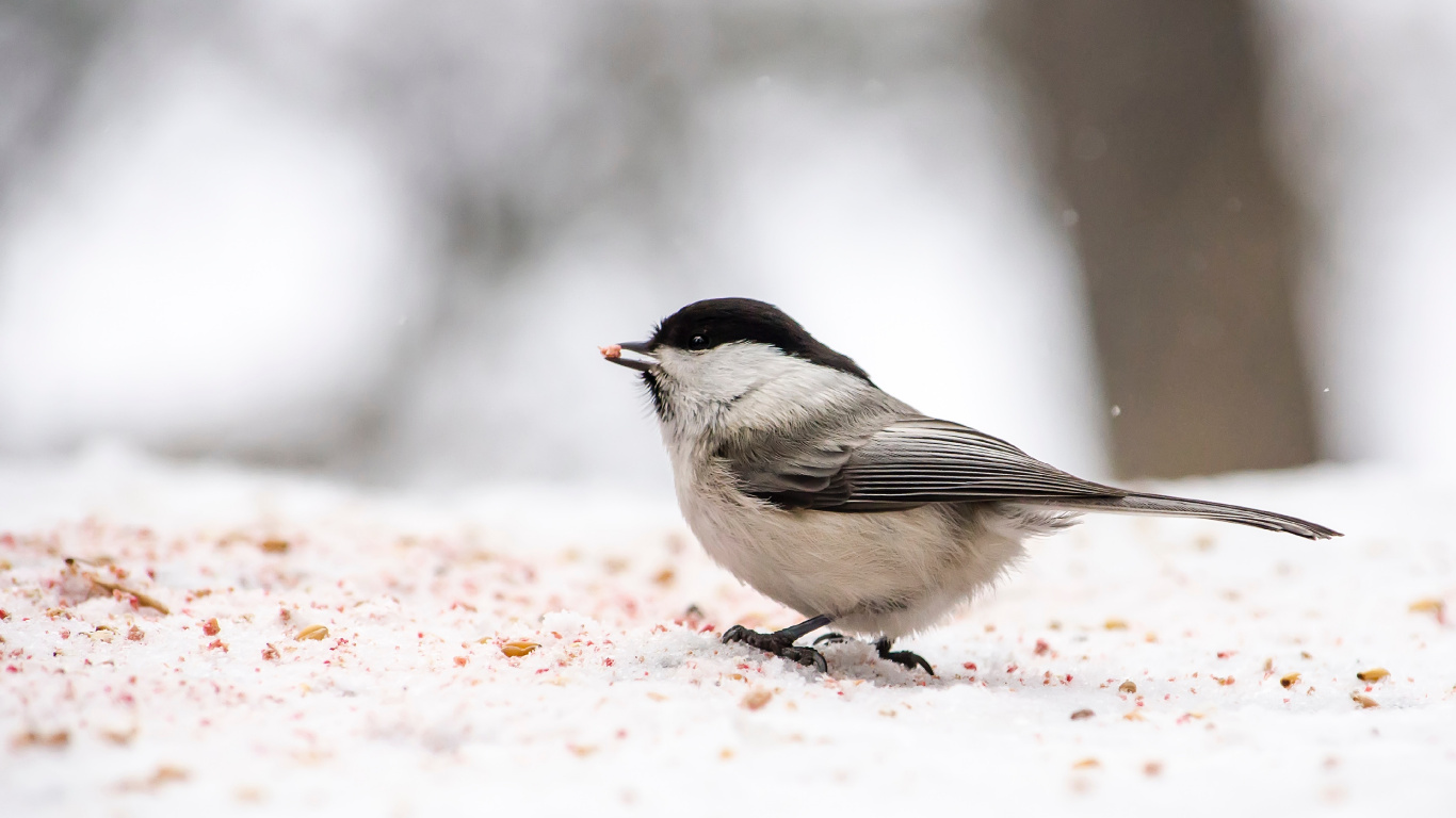 Black and White Bird on Brown Wooden Fence. Wallpaper in 1366x768 Resolution