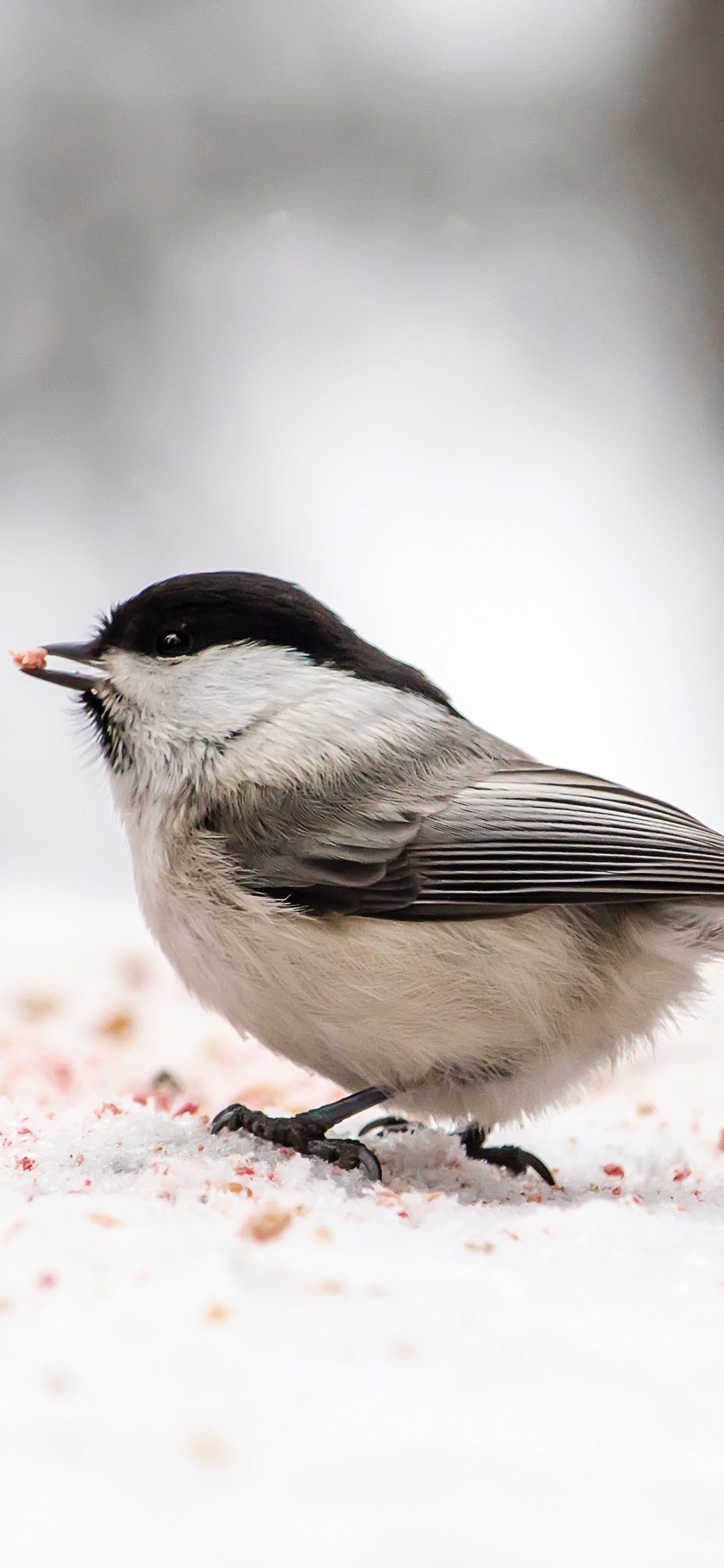 Schwarz-weißer Vogel Auf Braunem Holzzaun. Wallpaper in 1242x2688 Resolution
