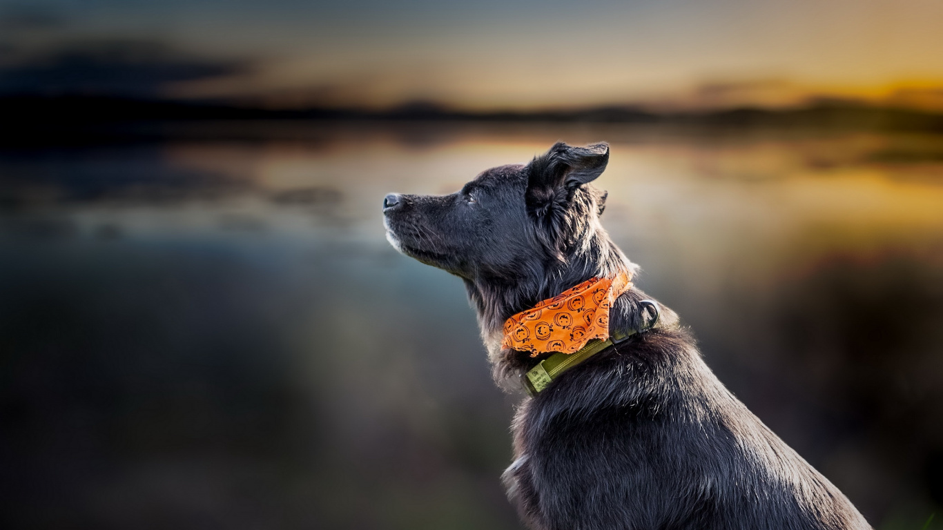 Black and White Short Coated Dog on Green Grass During Daytime. Wallpaper in 1366x768 Resolution
