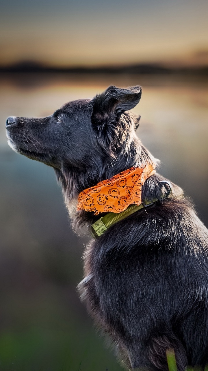 Perro de Pelo Corto en Blanco y Negro Sobre la Hierba Verde Durante el Día. Wallpaper in 720x1280 Resolution