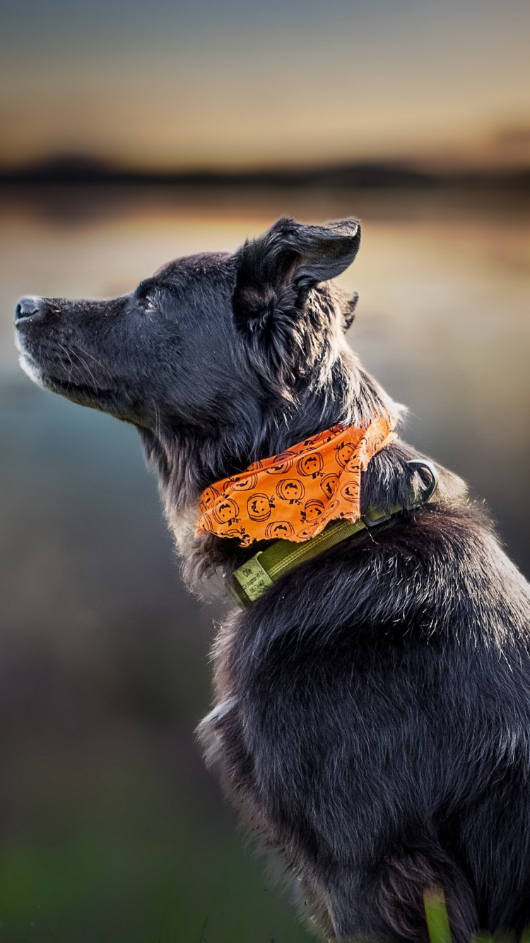 Schwarz-weißer, Kurzhaariger Hund Auf Grünem Gras Tagsüber. Wallpaper in 750x1334 Resolution