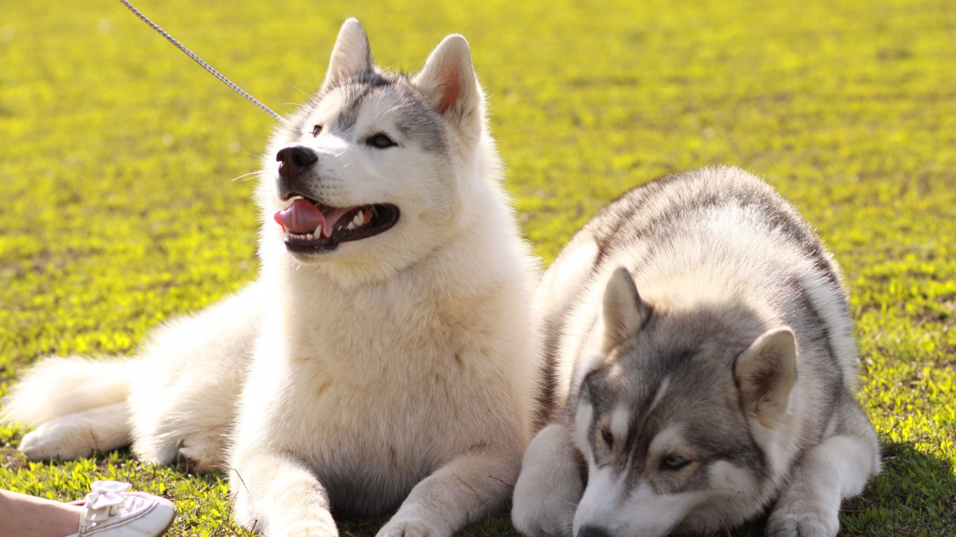 Cachorro de Husky Siberiano Blanco y Negro en el Campo de Hierba Verde Durante el Día. Wallpaper in 1366x768 Resolution