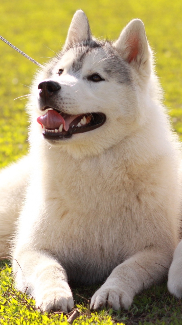 Tamaskan狗, 微型哈士奇, 西西伯利亚的莱卡, 东西伯利亚的莱卡, 阿拉斯加雪橇犬 壁纸 720x1280 允许