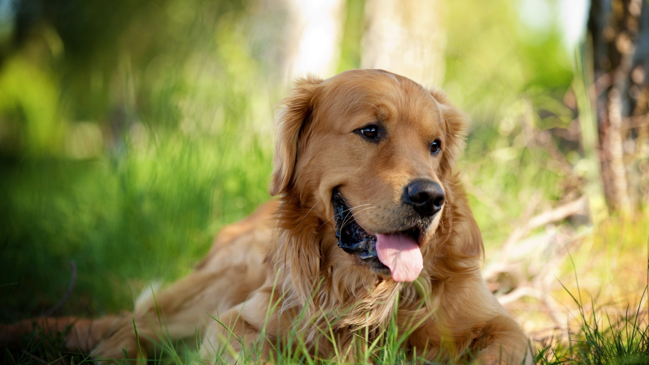 Golden Retriever, Der Tagsüber Auf Der Grünen Wiese Liegt. Wallpaper in 1280x720 Resolution