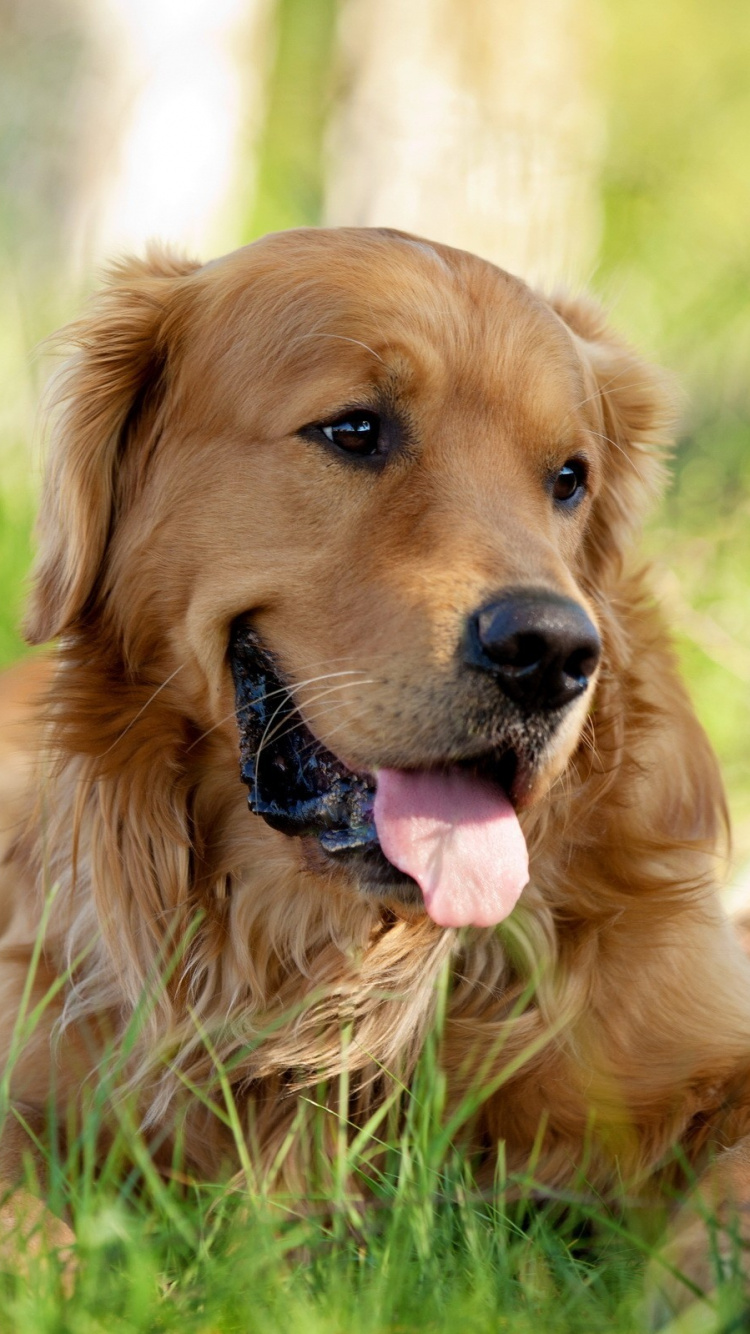 Golden Retriever Lying on Green Grass Field During Daytime. Wallpaper in 750x1334 Resolution