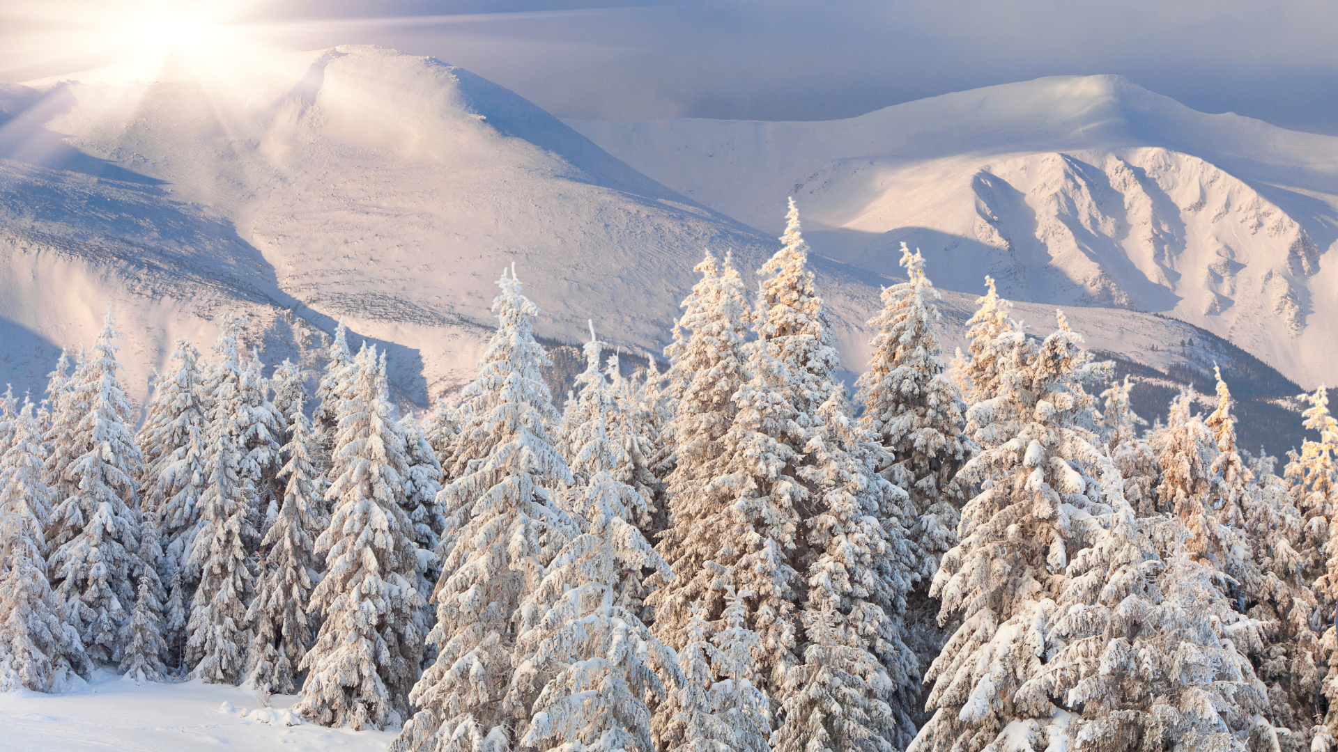 Braune Bäume Auf Schneebedecktem Boden Tagsüber. Wallpaper in 1920x1080 Resolution