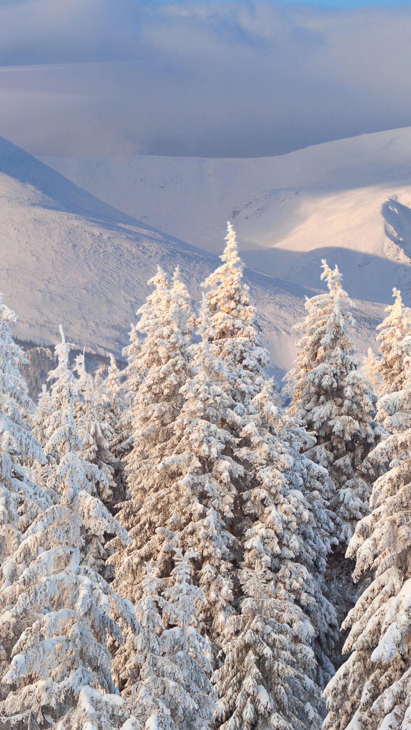 Brown Trees on Snow Covered Ground During Daytime. Wallpaper in 1440x2560 Resolution