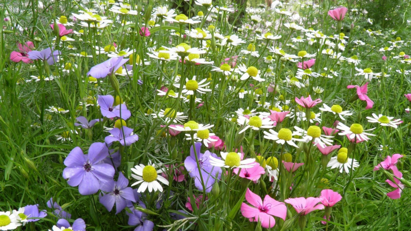 Pink and White Flowers During Daytime. Wallpaper in 1366x768 Resolution