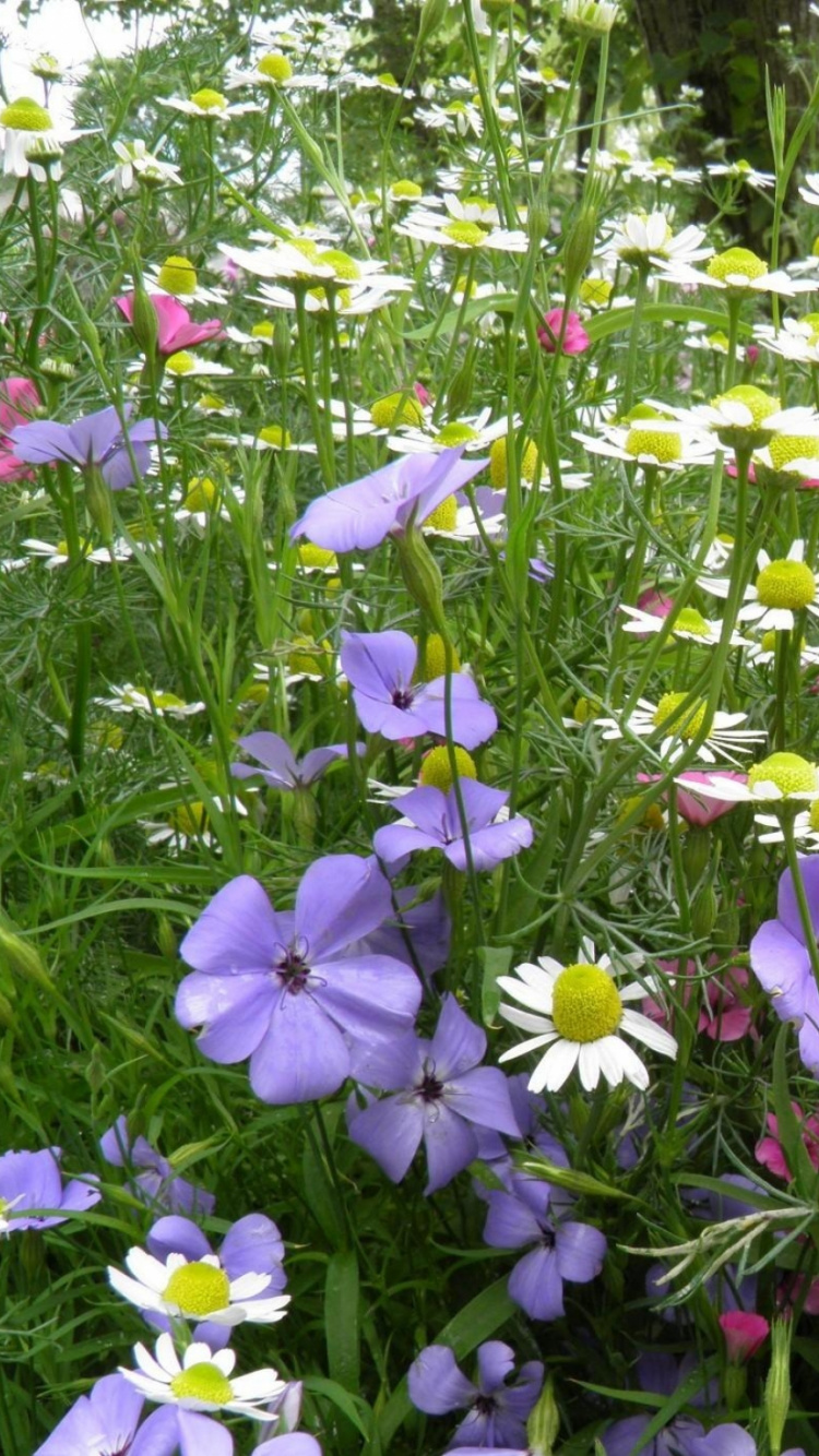 Pink and White Flowers During Daytime. Wallpaper in 750x1334 Resolution