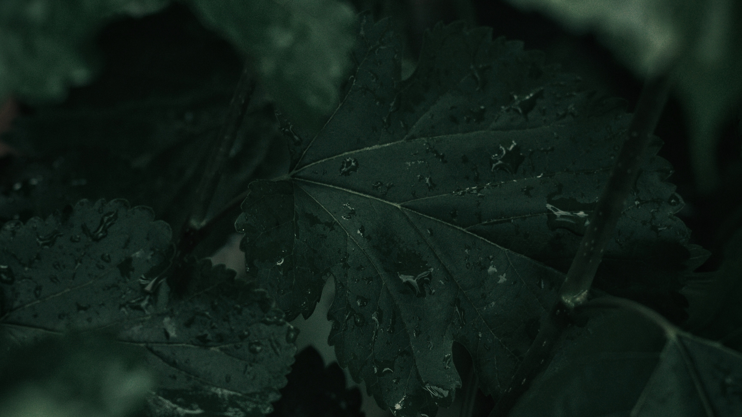 Green, Noir, Feuille, Nature, Obscurité. Wallpaper in 2560x1440 Resolution