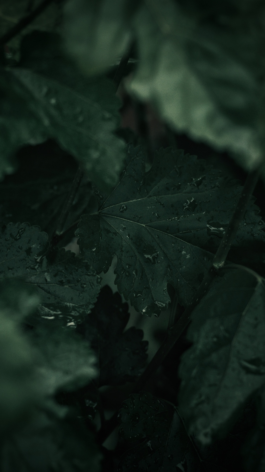 绿色的, 黑色的, 性质, 黑色和白色的, 光 壁纸 1080x1920 允许