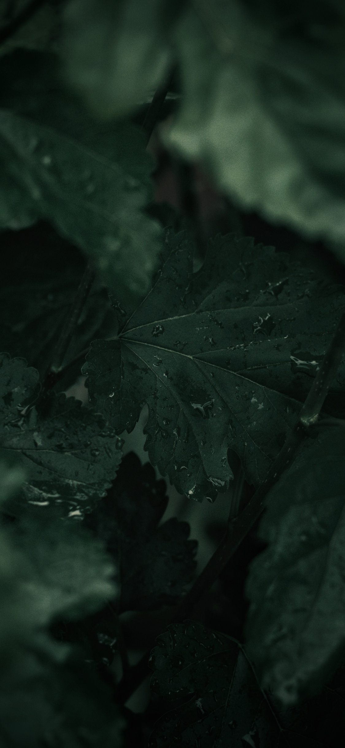 Verde, Negro, Naturaleza, Agua, en Blanco y Negro. Wallpaper in 1125x2436 Resolution