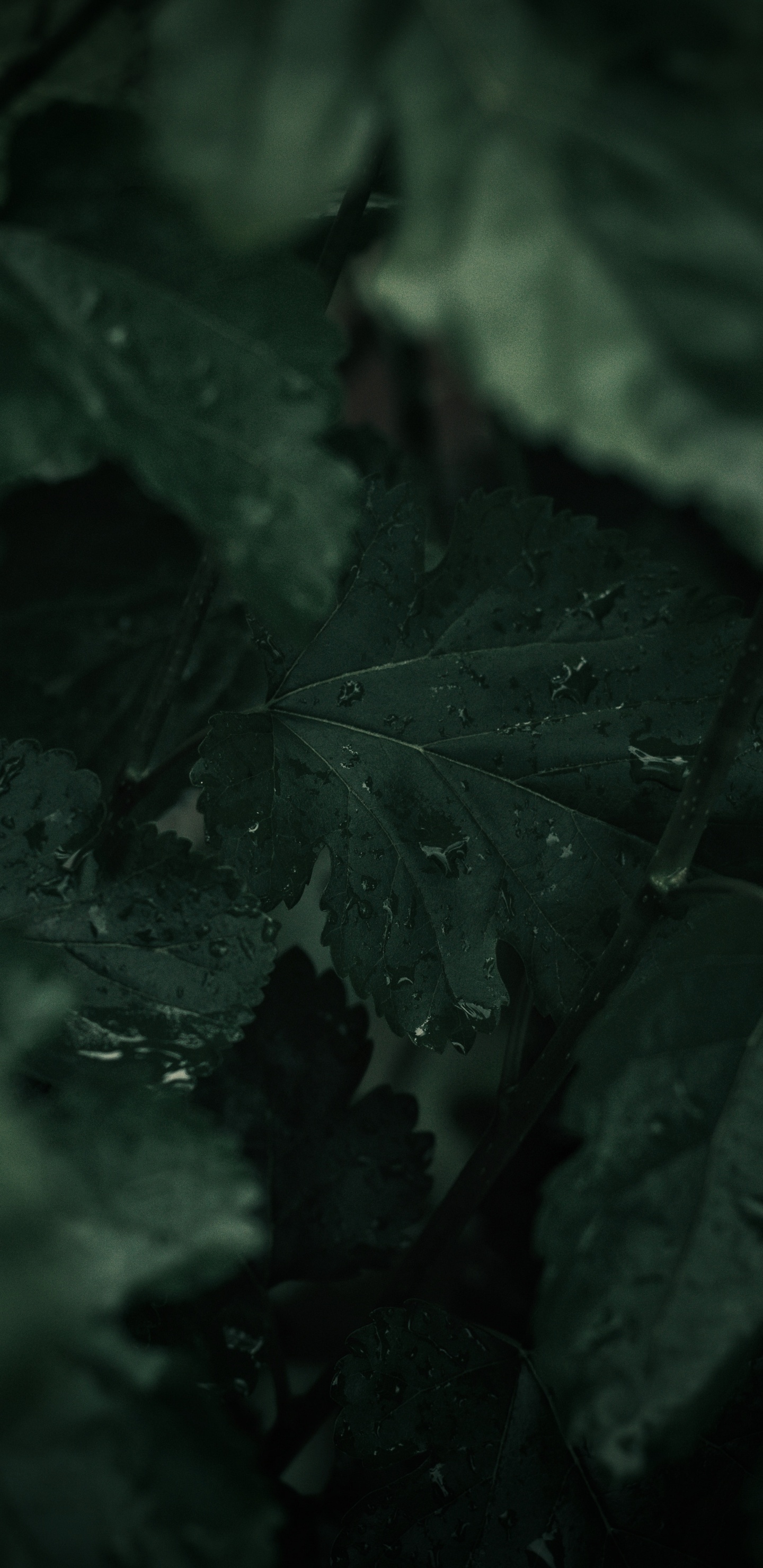 Gr, Schwarz, Blatt, Natur, Wasser. Wallpaper in 1440x2960 Resolution