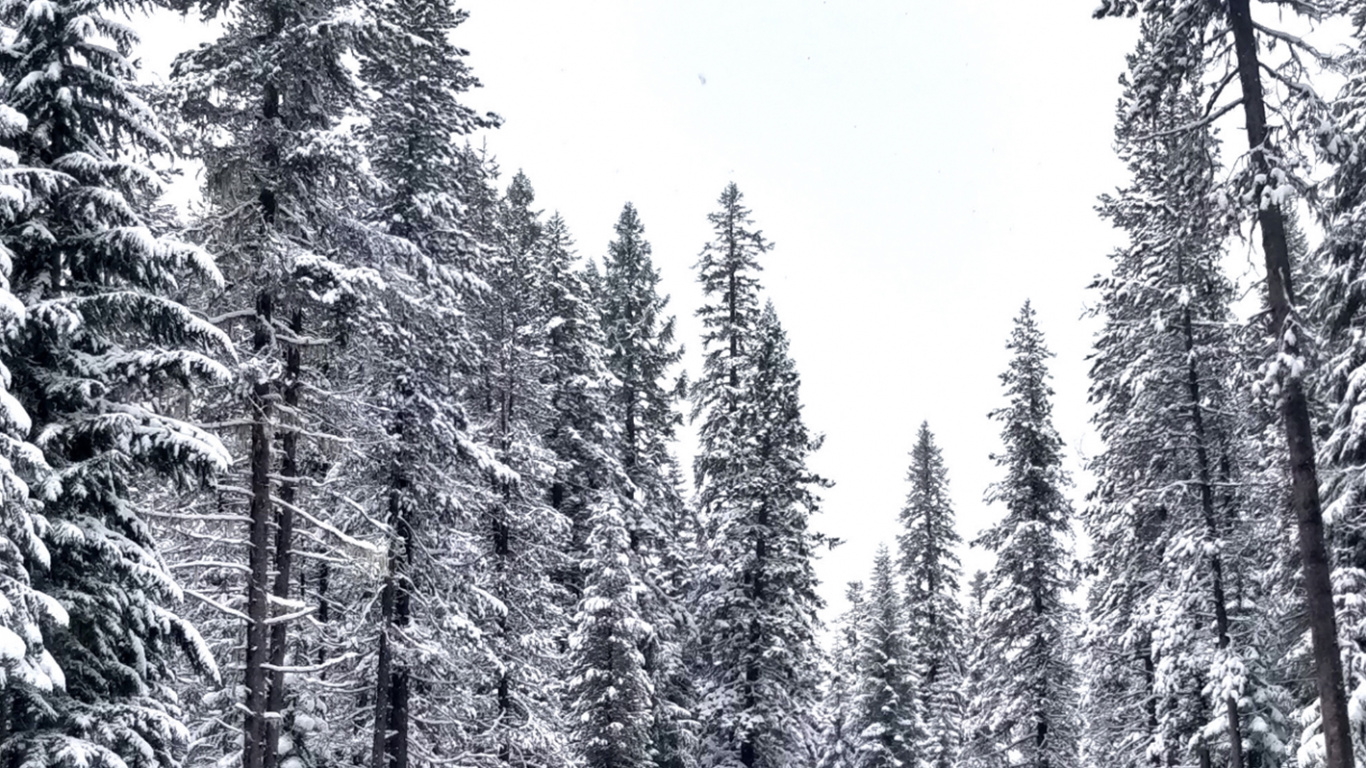 Hiver, Environnement Naturel, Congélation, Plantes Ligneuses, Forêt. Wallpaper in 1366x768 Resolution