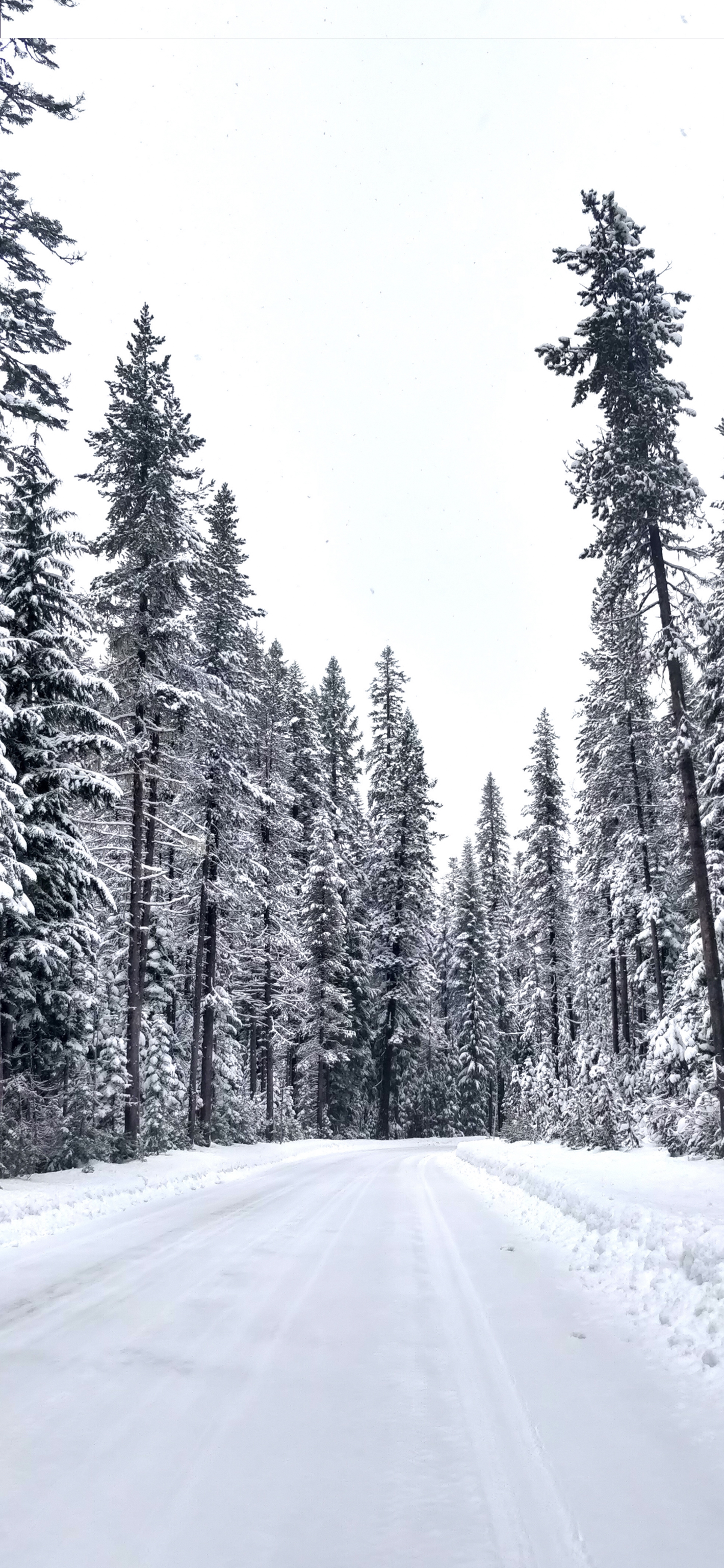Dark Snowy Forest Images  Free Download on Freepik