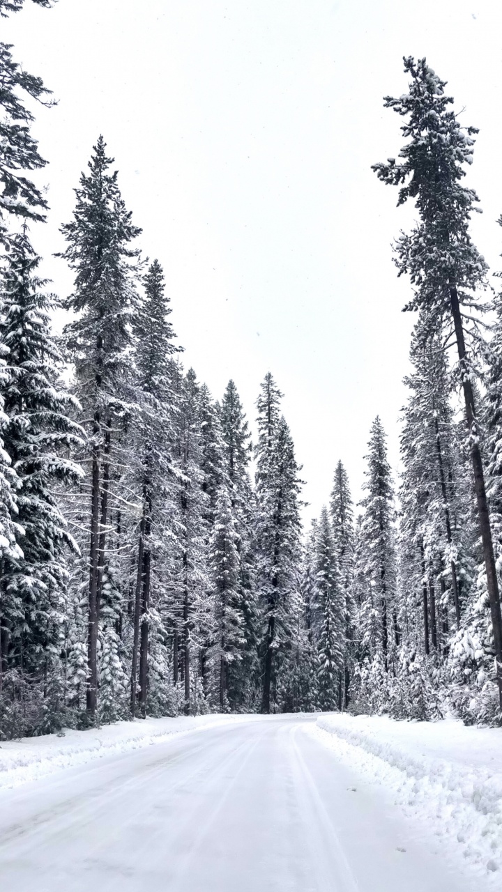 Winter, Branch, Natural Environment, Tree, Freezing. Wallpaper in 720x1280 Resolution